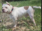 Chien American Bully marron et blanc de 6 ans à adopter