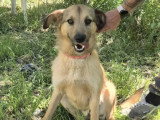 Chien fauve de 3 ans en quête d'un foyer