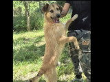 Chien fauve de 3 ans en quête d'un foyer