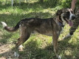 Chien tricolore de 1 an à la recherche d'une famille