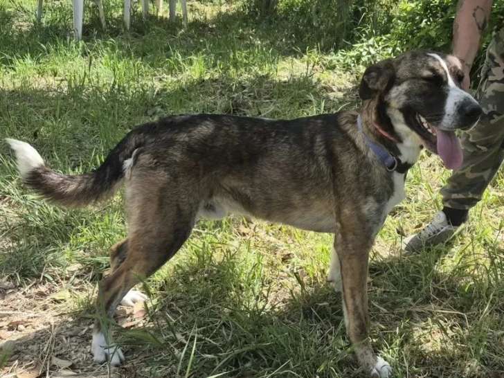 Chien tricolore de 1 an à la recherche d'une famille