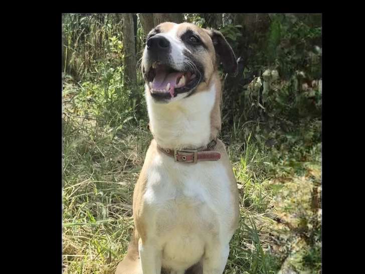 Chien beige de 5 ans disponible à l'adoption