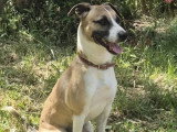 Chien beige de 5 ans disponible à l'adoption