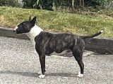 Mâle Bull Terrier LOF disponible pour saillie