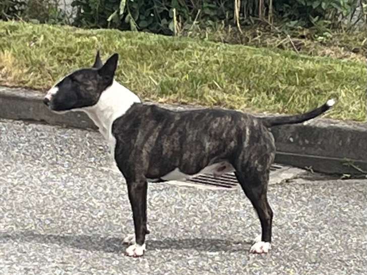 Mâle Bull Terrier LOF disponible pour saillie