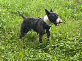 Mâle Bull Terrier LOF disponible pour saillie