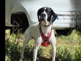 Chienne Pointer Anglais noir et blanc de 6 ans à adopter