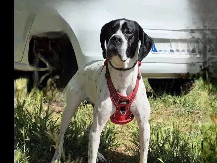 Chienne Pointer Anglais noir et blanc de 6 ans à adopter