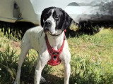 Chienne Pointer Anglais noir et blanc de 6 ans à adopter