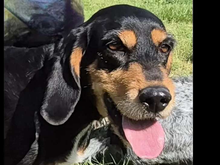Chienne noir et feu de 7 ans en attente d'adoption