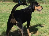 Chienne noir et feu de 7 ans en attente d'adoption