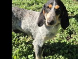 Chienne Griffon Bleu de Gascogne tricolore de 4 ans en quête d'un foyer