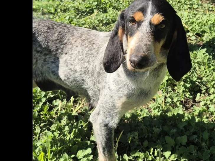 Chienne Griffon Bleu de Gascogne tricolore de 4 ans en quête d'un foyer