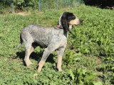 Chienne Griffon Bleu de Gascogne tricolore de 4 ans en quête d'un foyer