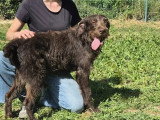 Chien Drahthaar marron de 1 an disponible à l'adoption