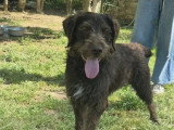 Chien Drahthaar marron de 1 an disponible à l'adoption
