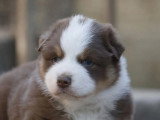 Chiot Berger Australien mâle rouge tricolore à réserver LOF