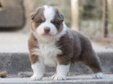 Chiot Berger Australien mâle rouge tricolore à réserver LOF