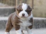 Chiot Berger Australien mâle rouge tricolore à réserver LOF