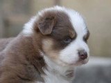 Chiot Berger Australien mâle rouge tricolore à réserver LOF