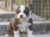 Chiot Berger Australien mâle rouge tricolore à réserver LOF