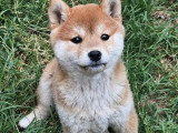 Chiot femelle Shiba Inu LOF né en avril 2026 à réserver