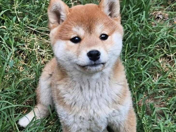 Chiot femelle Shiba Inu LOF né en avril 2026 à réserver