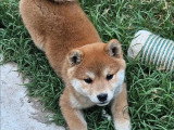Chiot femelle Shiba Inu LOF né en avril 2026 à réserver
