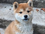 Chiot femelle Shiba Inu LOF né en avril 2026 à réserver