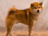 Chiot femelle Shiba Inu LOF né en avril 2026 à réserver