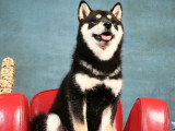 Chiot femelle Shiba Inu LOF né en avril 2026 à réserver