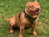 American Bully disponible pour saillie
