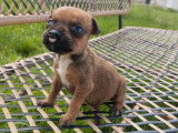 Chiot femelle Staffordshire Bull Terrier LOF à vendre mai 2026