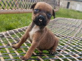 Chiot femelle Staffordshire Bull Terrier LOF à vendre mai 2026