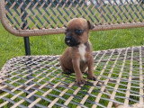 Chiot femelle Staffordshire Bull Terrier LOF à vendre mai 2026