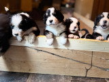 Chiots Bernedoodle à vendre (5 femelles & 1 mâle)