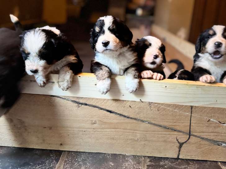 Chiots Bernedoodle à vendre (5 femelles & 1 mâle)