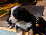 Chiots Bernedoodle à vendre (5 femelles & 1 mâle)