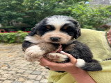 Bernedoodle Ultra