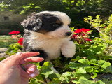 Bernedoodle Ultra