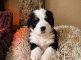 Bernedoodle Ultra