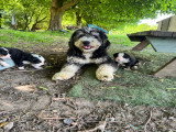 Bernedoodle Ultra
