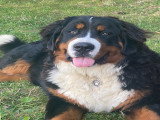 Bernedoodle Ultra