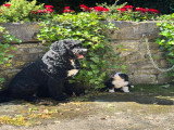 Bernedoodle Ultra