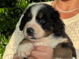Bernedoodle Ultra