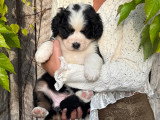 Bernedoodle Ultra