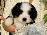 Bernedoodle Ultra