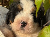 Bernedoodle Ultra