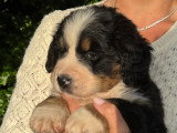 Bernedoodle Ultra