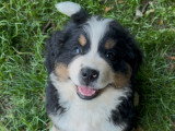 Bernedoodle Ultra